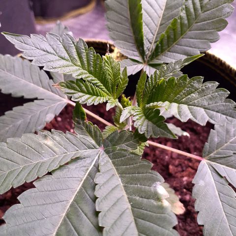 Sku 9 growlog timeline photo