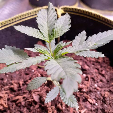 Sku 10 growlog timeline photo