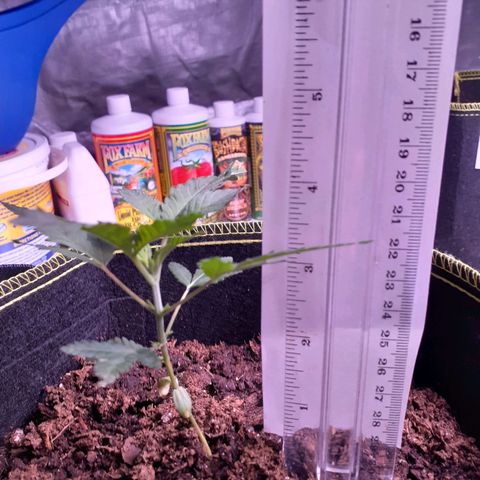 Sku 10 growlog timeline photo