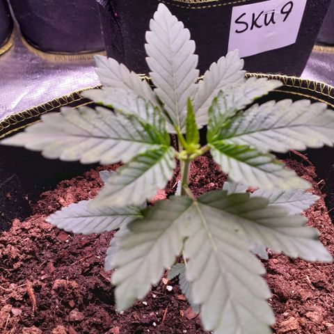 Sku 8 growlog timeline photo