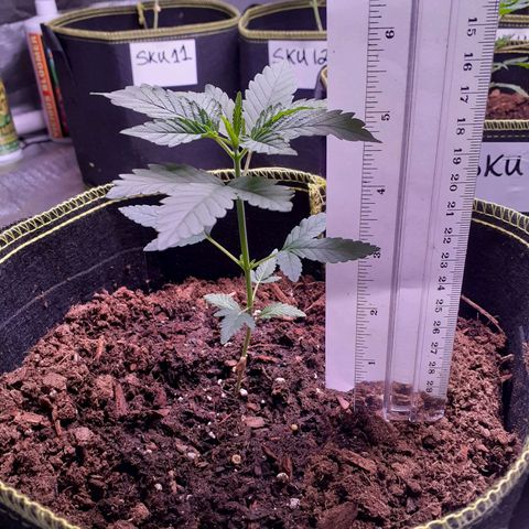 Sku 8 growlog timeline photo