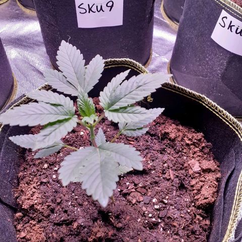 Sku 7 growlog timeline photo