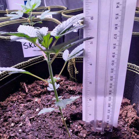 Sku 7 growlog timeline photo