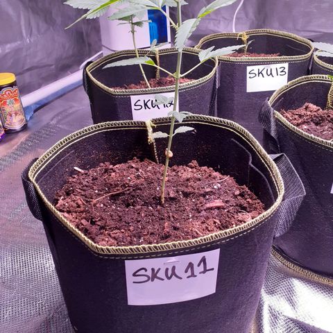 Sku 11 growlog timeline photo