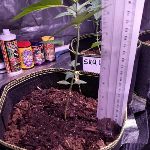 Sku 11 growlog timeline photo