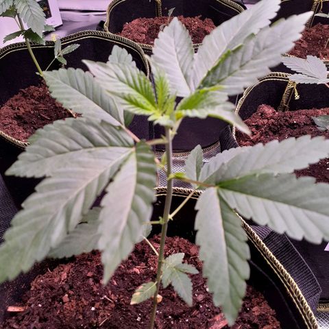 Sku 11 growlog timeline photo
