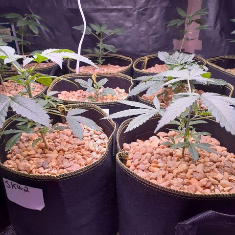 Sku 5 growlog timeline photo