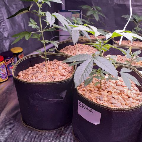 Sku 5 growlog timeline photo