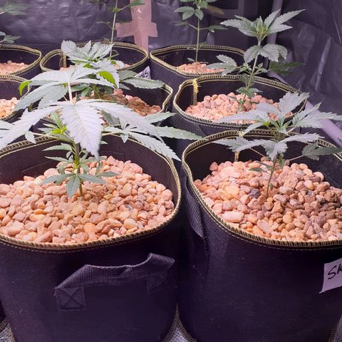 Sku 5 growlog timeline photo