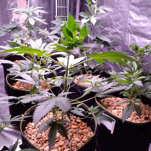 Sku 5 growlog timeline photo