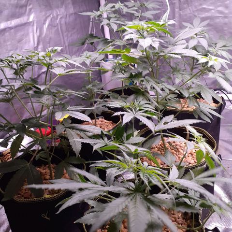 Sku 5 growlog timeline photo