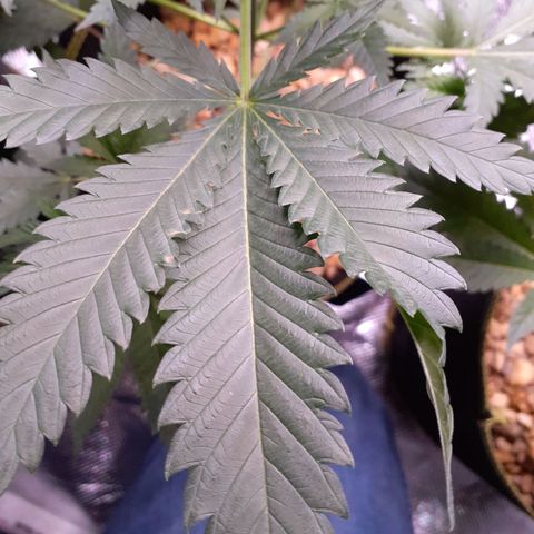 Sku 5 growlog timeline photo
