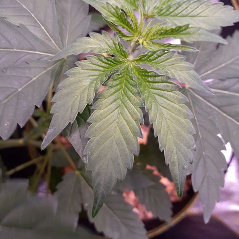 Sku 5 growlog timeline photo