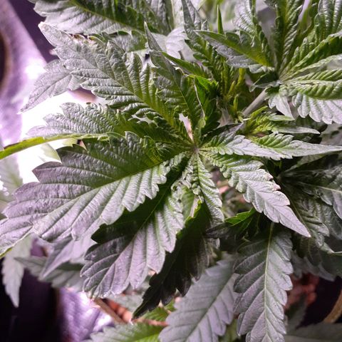Sku 5 growlog timeline photo