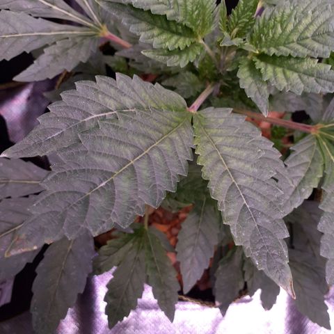 Sku 5 growlog timeline photo