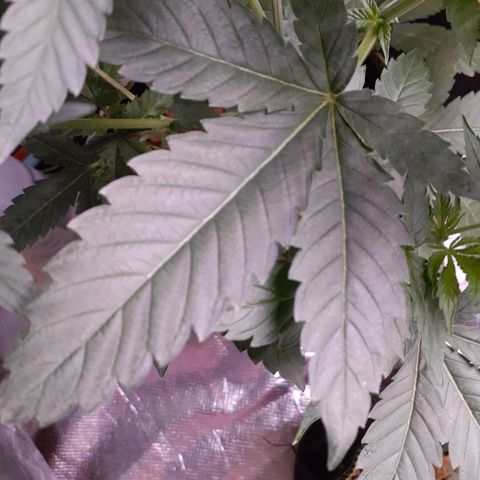 Sku 5 growlog timeline photo