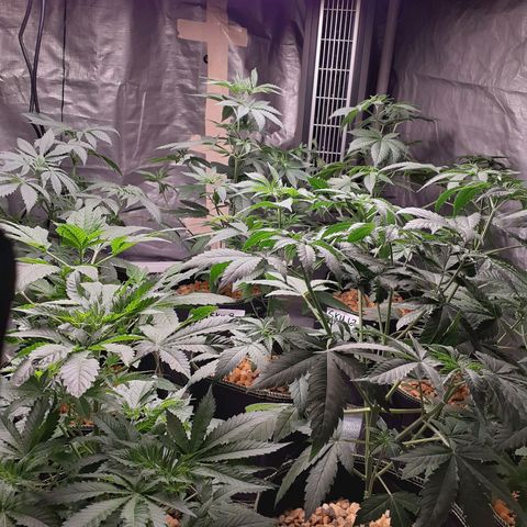 Sku 5 growlog timeline photo