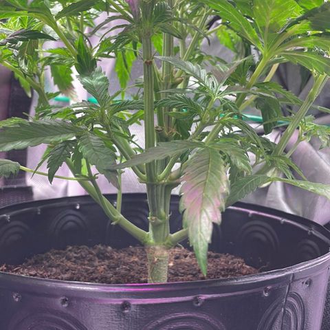 Super Lemon express growlog timeline photo