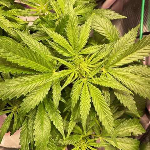 Super Lemon express growlog timeline photo