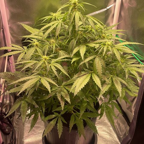 Super Lemon express growlog timeline photo