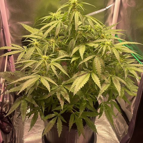 Super Lemon express growlog timeline photo