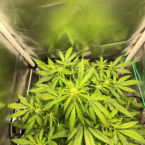 Super Lemon express growlog timeline photo