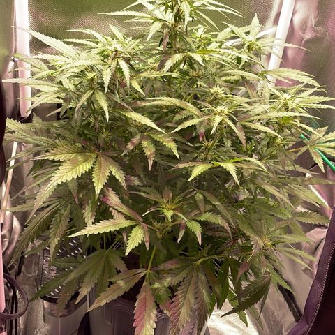 Super Lemon express growlog timeline photo