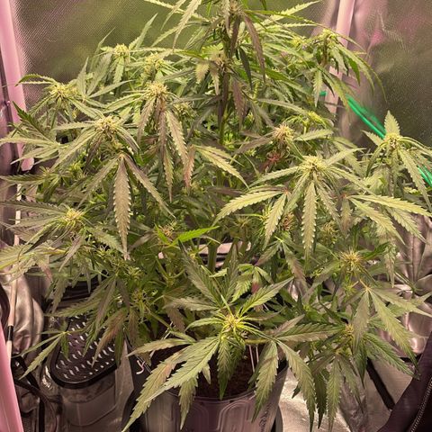 Super Lemon express growlog timeline photo