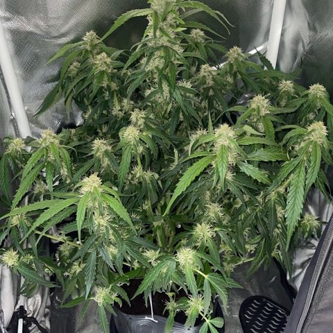 Super Lemon express growlog timeline photo