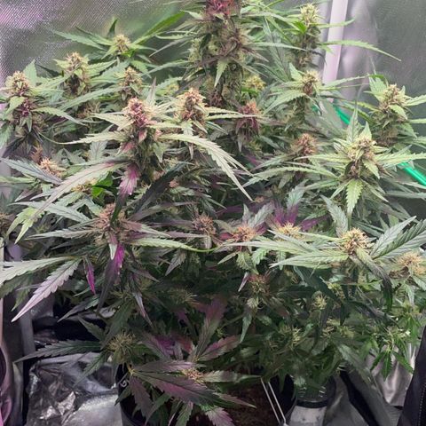 Super Lemon express growlog timeline photo
