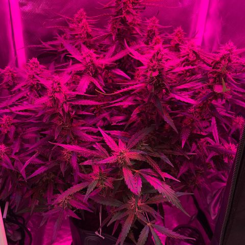 Super Lemon express growlog timeline photo