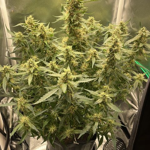 Super Lemon express growlog photo: Contagem regressiva, vai pra faca em 10 dias 🔪