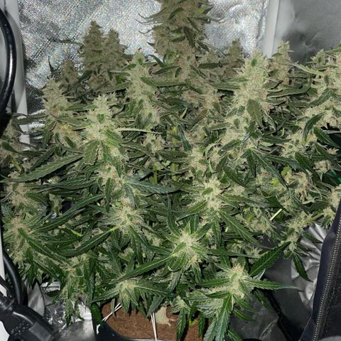 Super Lemon express growlog timeline photo