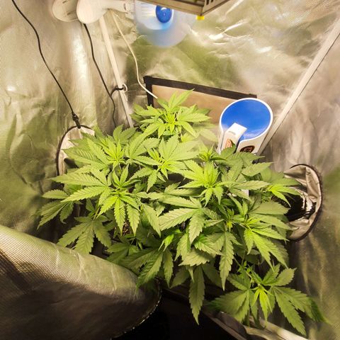 3g #2 growlog timeline photo