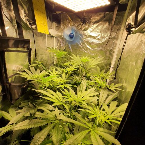 3g #2 growlog timeline photo