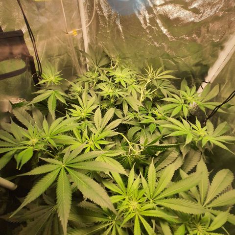 3g #2 growlog photo: Flor dia 16