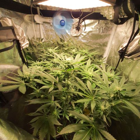 3g #2 growlog photo: Flor dia 26