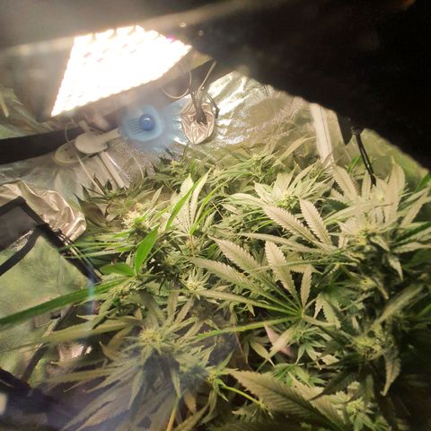 3g #2 growlog photo: Flor dia 31 