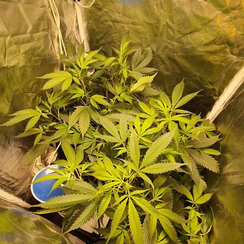 3g #2 growlog photo: Flor dia 1