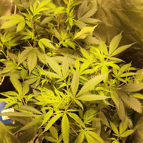 3g #2 growlog photo: Flor dia 1