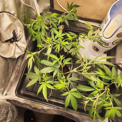 3g2. growlog photo: 8° dia de transplante, mais lst 