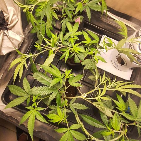 3g2. growlog photo: 8° dia de transplante, mais lst 