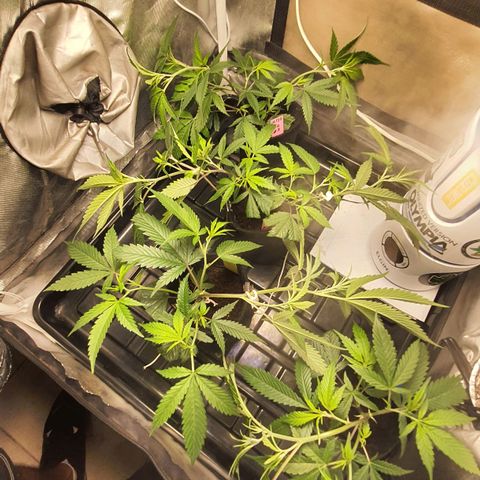 3g2. growlog photo: 8° dia de transplante, mais lst 