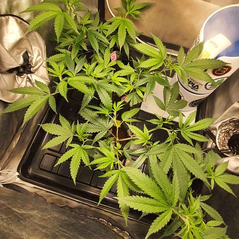 3g2. growlog timeline photo