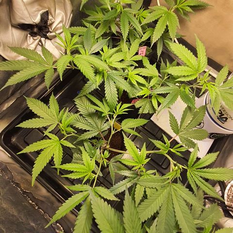 3g2. growlog timeline photo