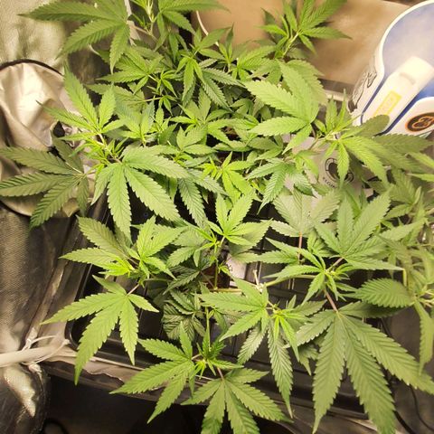 3g2. growlog timeline photo