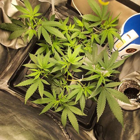 3g2. growlog timeline photo