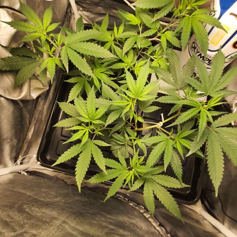 3g2. growlog timeline photo