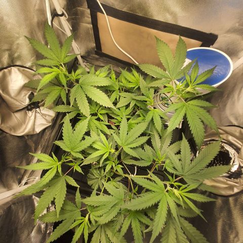3g2. growlog photo: Dia 12