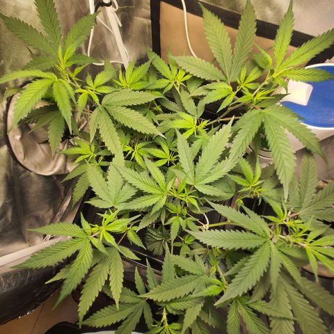 3g2. growlog timeline photo